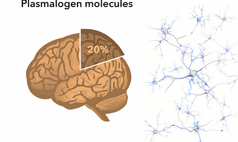 Brain graph with Plasmalogens taking up 20 percent