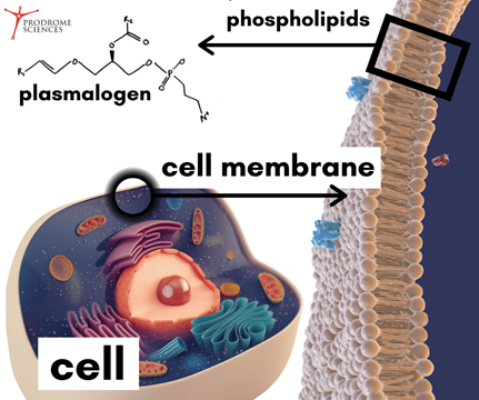 Closeup of a cell and the cell membrane