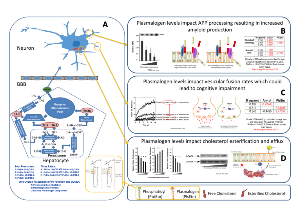 Plasmalogen Levels impact cholesterol