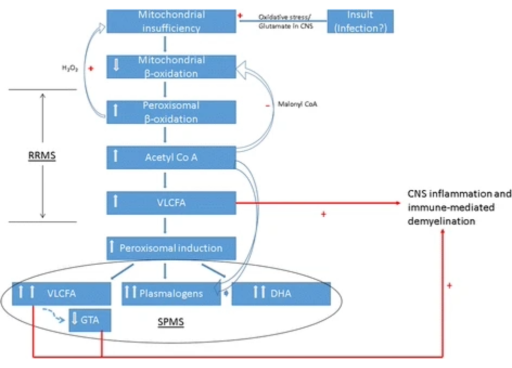 proposed relationship between Multiple Sclerosis, mitochondrial insufficiency and metabolic signatures